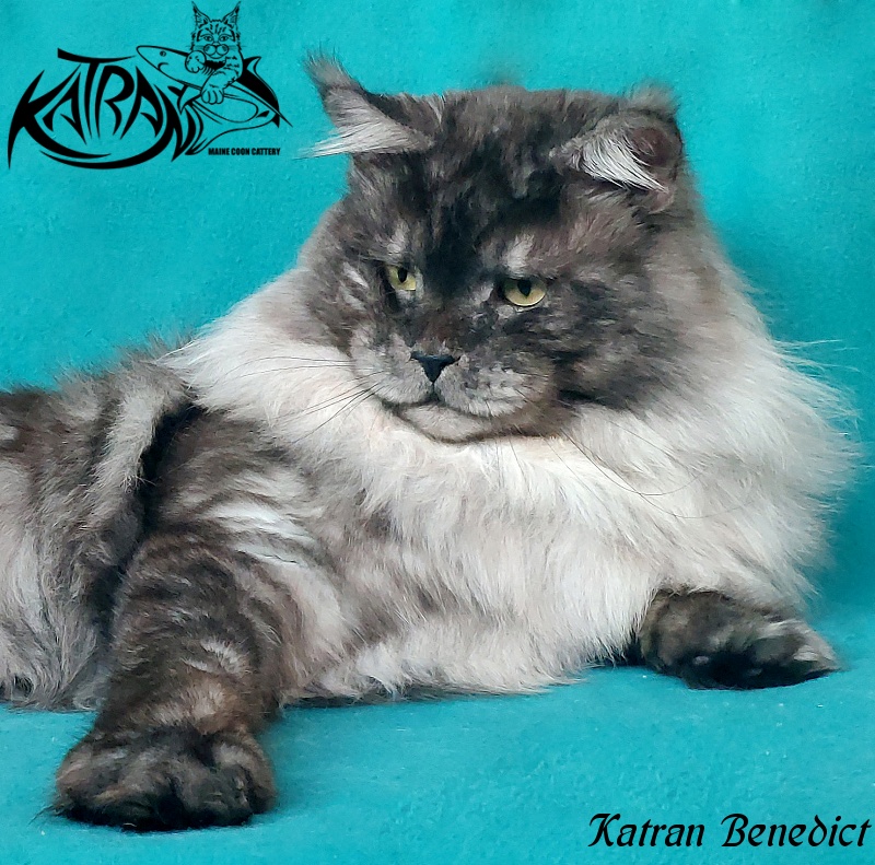 Katran Benedict - Дорослий мейн-кун 2 роки 2,5 місяця