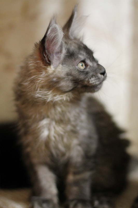 Katran Benedict - Кошеня мейн-кун 3 місяця