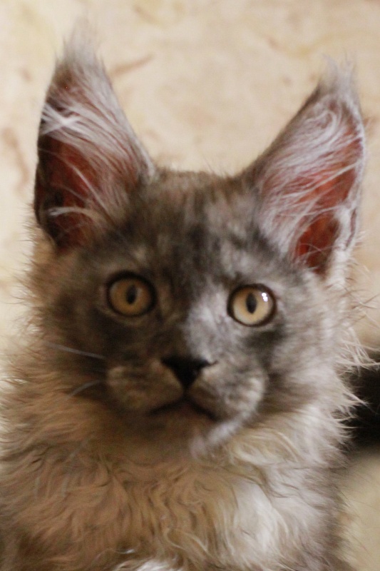 Katran Benedict - Кошеня мейн-кун 3 місяця