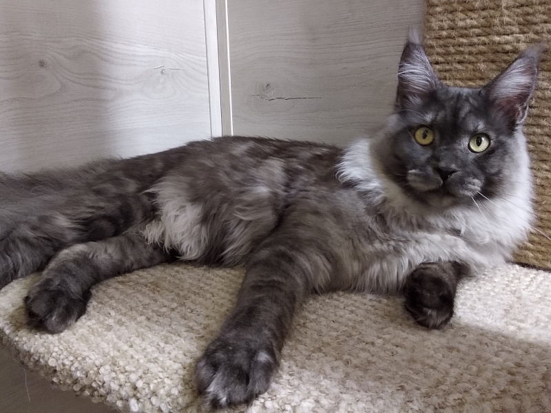 Katran Benedict - Юніор мейн-кун 9 місяців