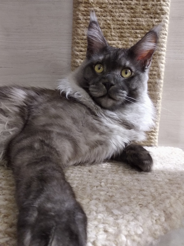 Katran Benedict - Юніор мейн-кун 9 місяців