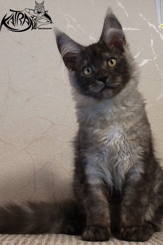 Katran Benedict - Кошеня мейн-кун 4 місяця