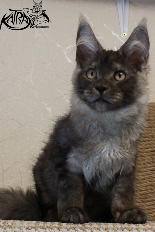 Katran Benedict - Кошеня мейн-кун 4 місяця