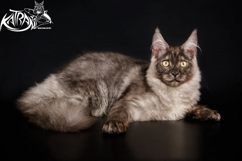 Katran Benedict - Кошеня мейн-кун 5 місяців 1,5 тиждень