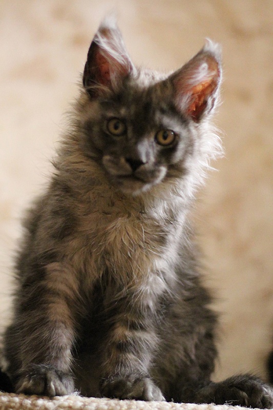 Katran Benedict - Кошеня мейн-кун 3 місяця