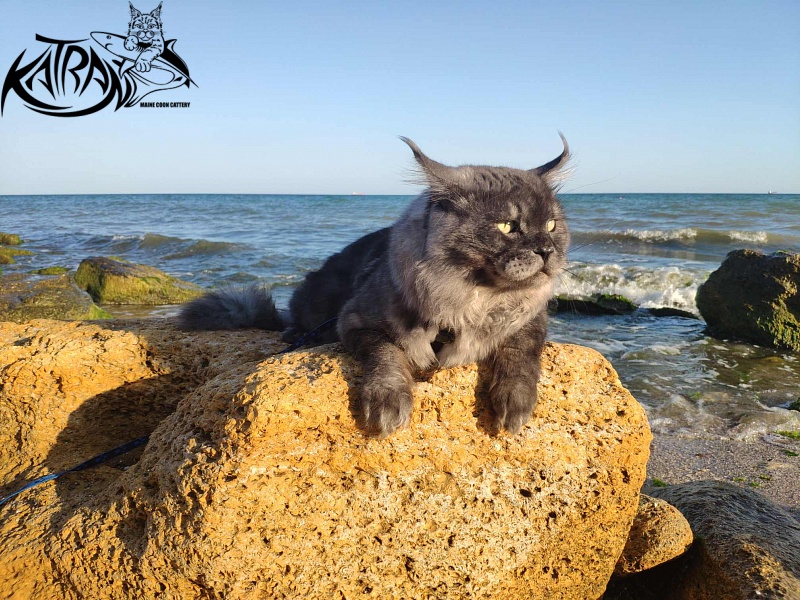 Katran Benedict - Дорослий мейн-кун 2 роки 7 місяців 2,5 тижні