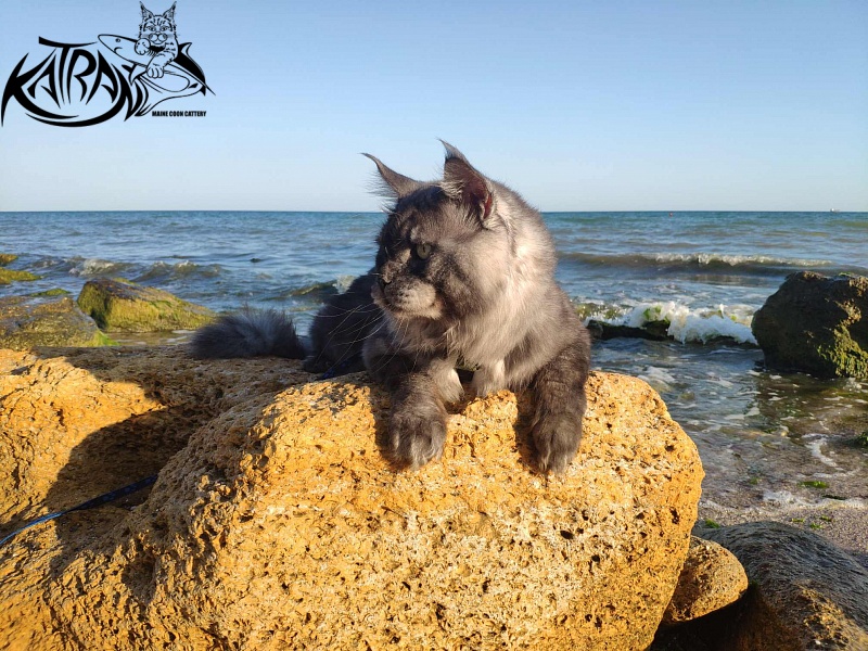 Katran Benedict - Дорослий мейн-кун 2 роки 7 місяців 2,5 тижні