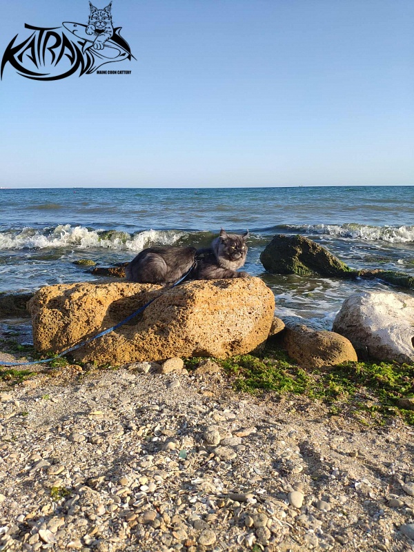 Katran Benedict - Дорослий мейн-кун 2 роки 7 місяців 2,5 тижні