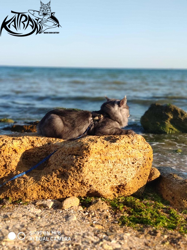 Katran Benedict - Дорослий мейн-кун 2 роки 7 місяців 2,5 тижні