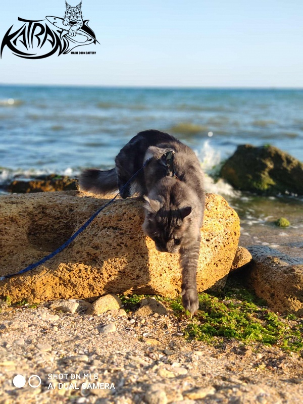 Katran Benedict - Дорослий мейн-кун 2 роки 7 місяців 2,5 тижні