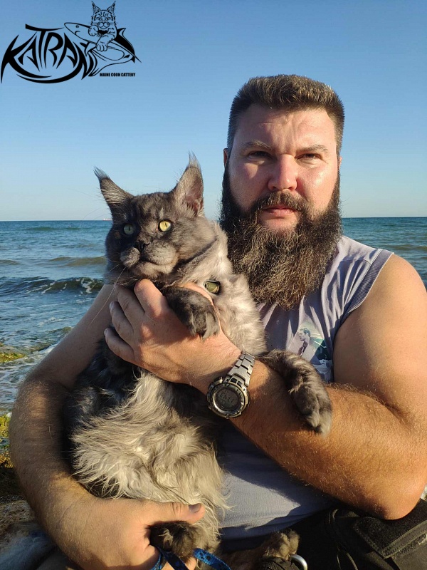 Katran Benedict - Дорослий мейн-кун 2 роки 7 місяців 2,5 тижні