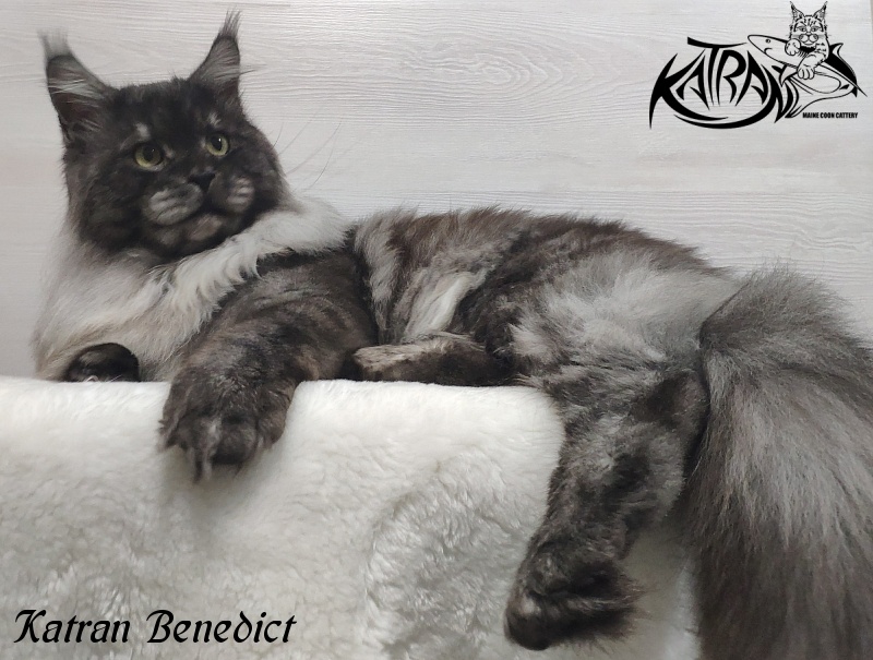 Katran Benedict - Дорослий мейн-кун 2 роки