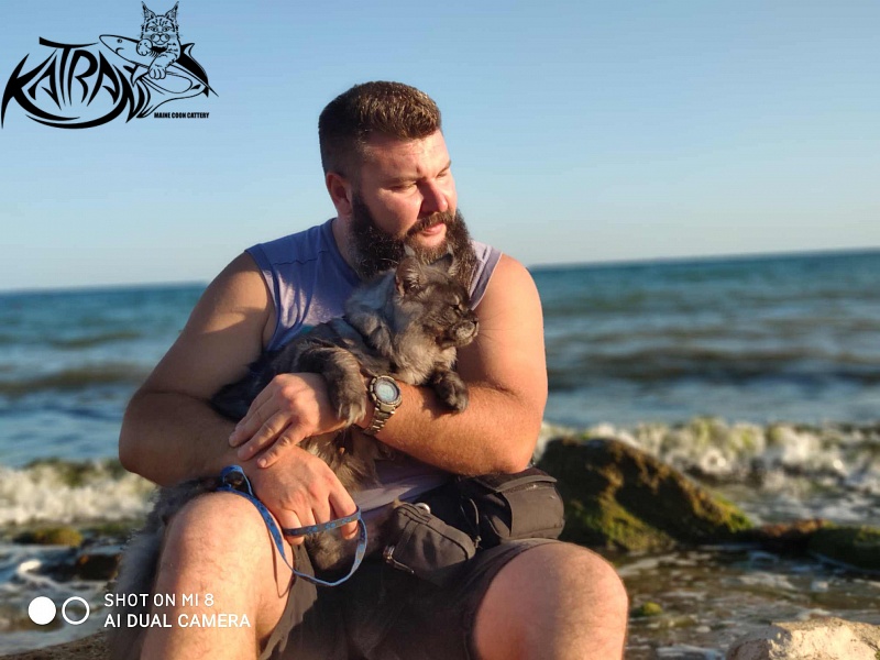 Katran Benedict - Дорослий мейн-кун 2 роки 7 місяців 2,5 тижні