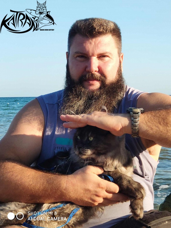 Katran Benedict - Дорослий мейн-кун 2 роки 7 місяців 2,5 тижні
