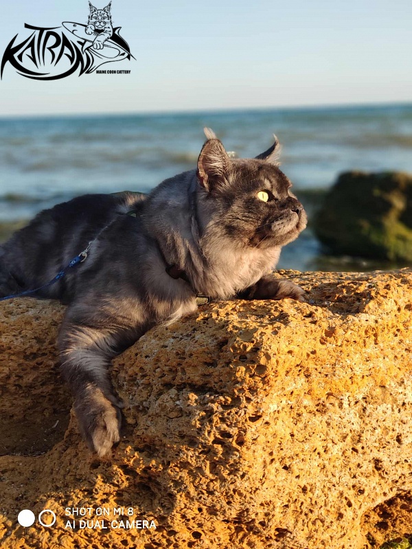 Katran Benedict - Дорослий мейн-кун 2 роки 7 місяців 2,5 тижні