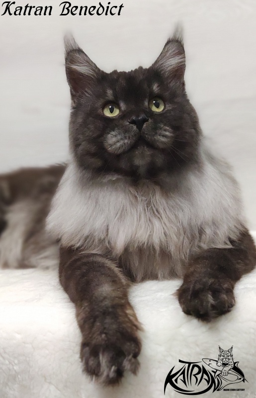 Katran Benedict - Дорослий мейн-кун 2 роки