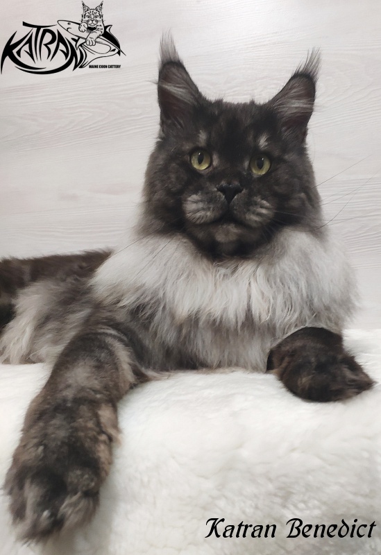 Katran Benedict - Дорослий мейн-кун 2 роки