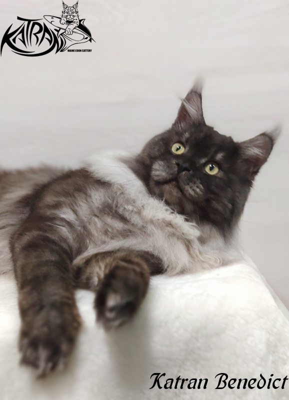 Katran Benedict - Дорослий мейн-кун 2 роки
