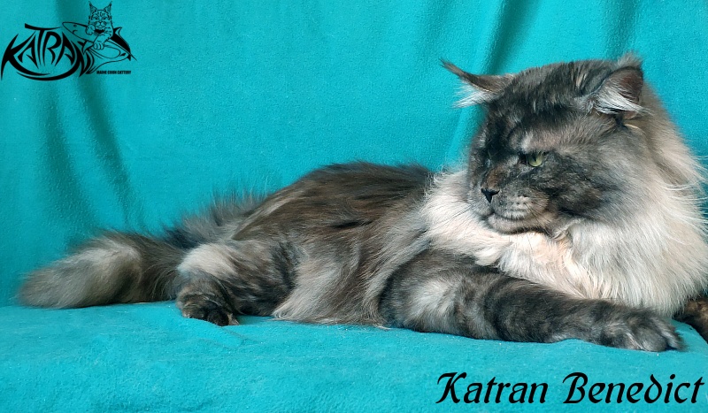 Katran Benedict - Дорослий мейн-кун 2 роки 2,5 місяця