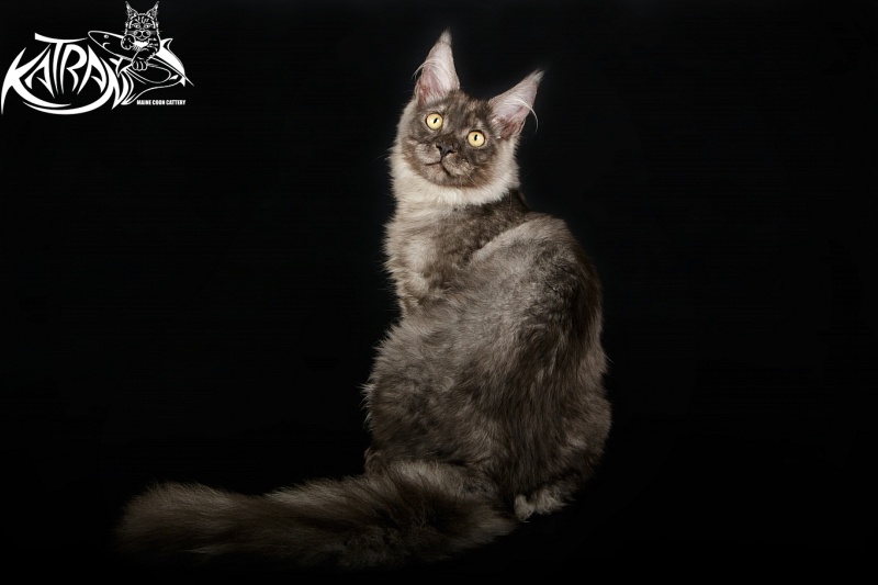 Katran Benedict - Кошеня мейн-кун 5 місяців 1,5 тиждень