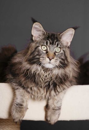 Borneo des Shags of Saskatoon - мейн-кун