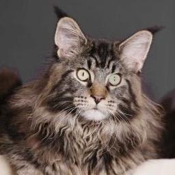 Borneo des Shags of Saskatoon