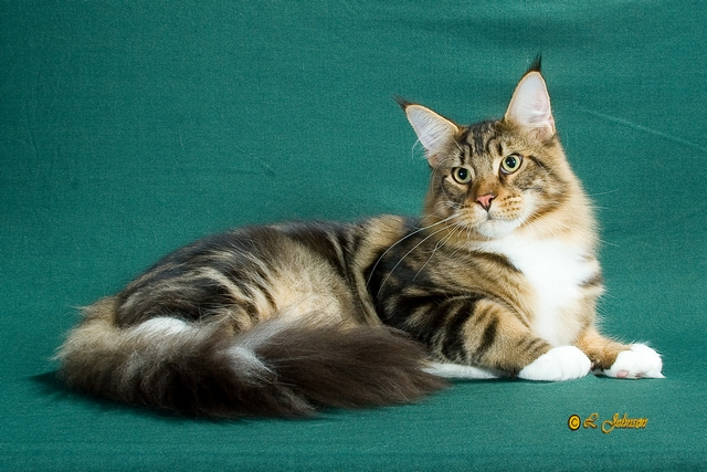 Wistariantale Tempesta - Kitten maine-coon 1 month 3.5 weeks