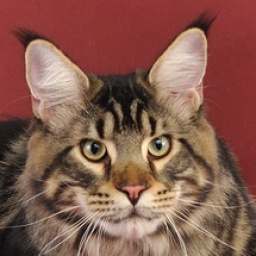 Mainewood Z'Nelja Kummenta