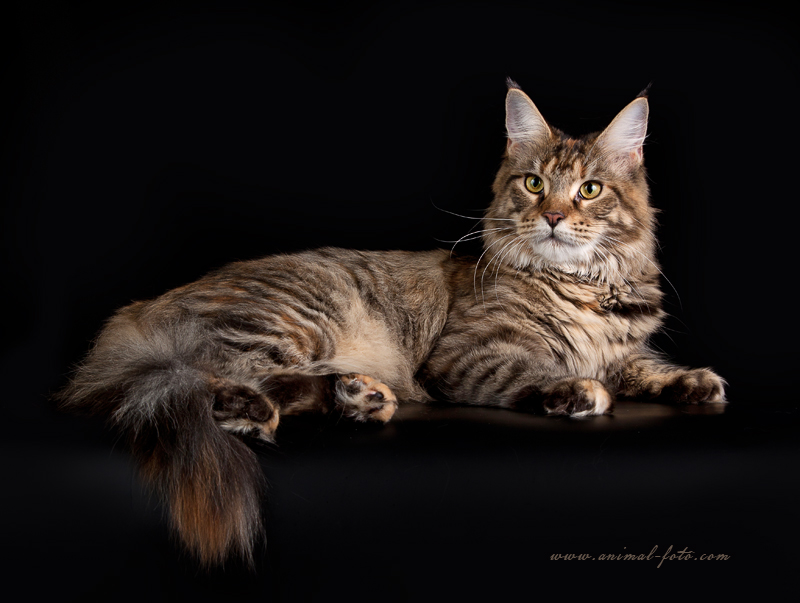 Mainewood Magpie - maine-coon