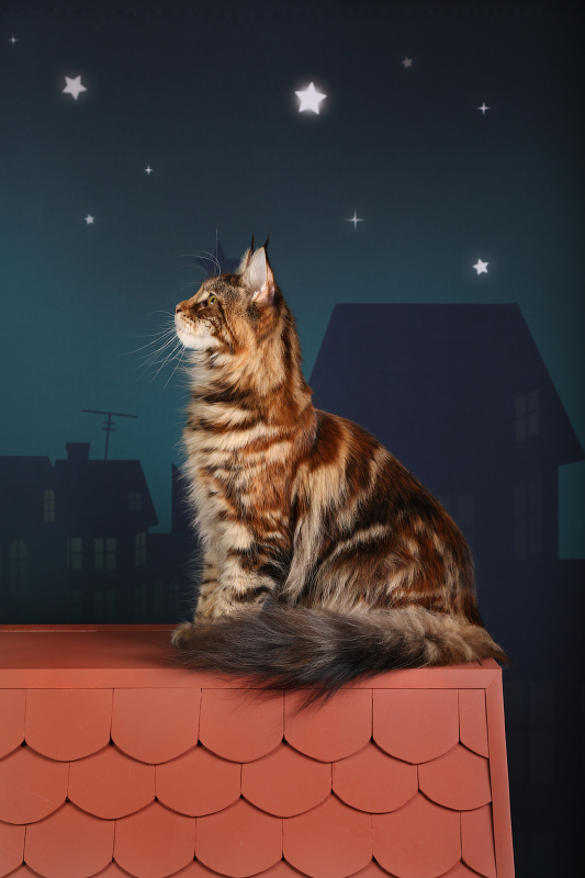 Coonwood's E'Calisto - maine-coon