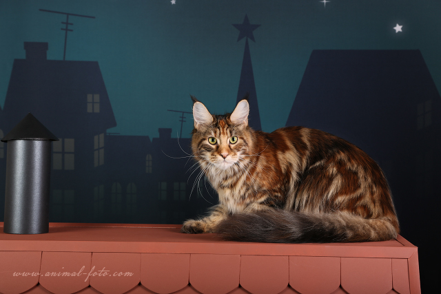 Coonwood's E'Calisto - maine-coon