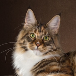 Allywood Good Charlotte