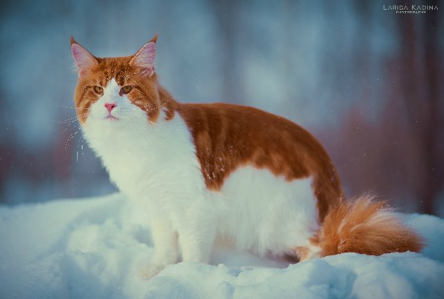 Allywood Johnny Be Good - maine-coon