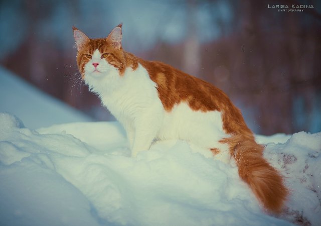 Allywood Johnny Be Good - maine-coon