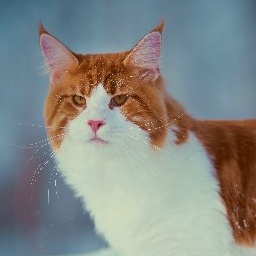 Allywood Johnny Be Good