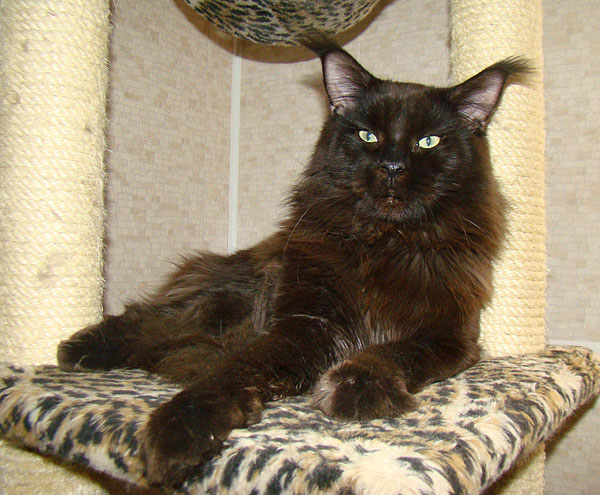 Pillowtalk's Genesis - мейн-кун