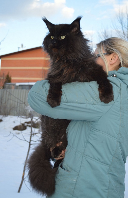 Pillowtalk's Genesis - мейн-кун