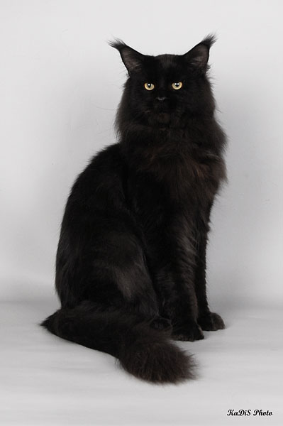 Pillowtalk's Genesis - мейн-кун