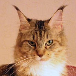 Catsvill County's Maria Antuanneta