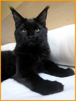 Suryamainecoon Ronny - мейн-кун