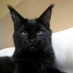 Suryamainecoon Ronny