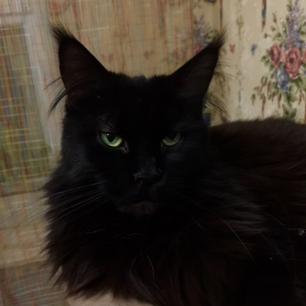 Eleonore Arkiza - мейн-кун