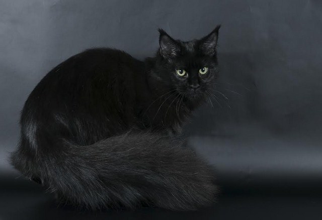 Eleonore Arkiza - мейн-кун