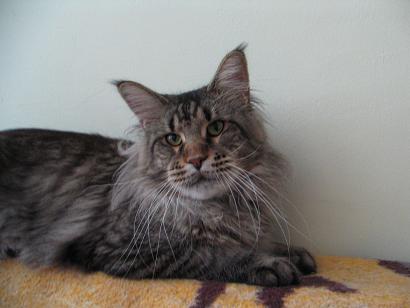 Csák's Coon Tas - Adult maine-coon 2 years 4 months 0.5 weeks