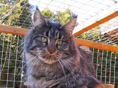 LoyalCoon Grace - maine-coon