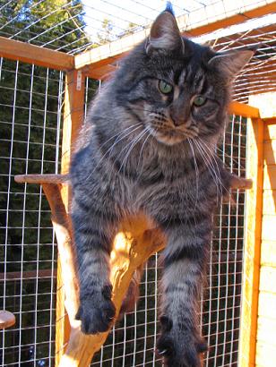 LoyalCoon Grace - maine-coon