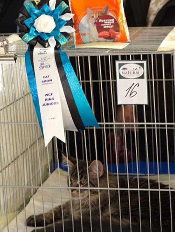 LoyalCoon Nostradamus - мейн-кун