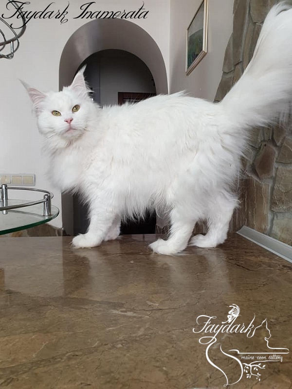 Faydark Inamorata - Дорослий мейн-кун 2 роки 9 місяців 2 тижні