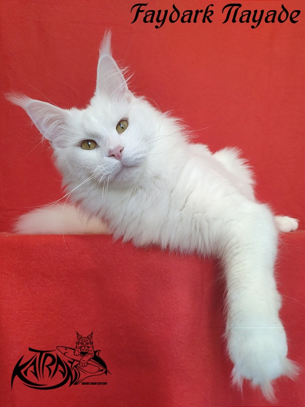 Faydark Nayade - Adult maine-coon 1 year 6 months 1.5 week
