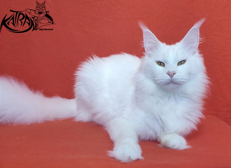 Faydark Nayade - Adult maine-coon 1 year 6 months 1.5 week